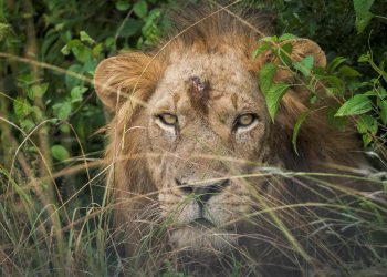Alcalde de García, Nuevo León, es lesionado por un león