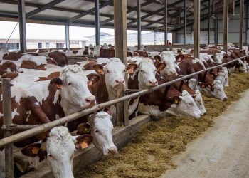 Ganaderos critican falta de controles en la frontera sur ante gusano barrenador