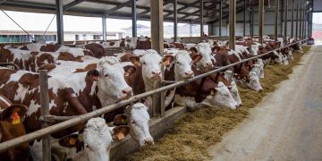 Ganaderos critican falta de controles en la frontera sur ante gusano barrenador
