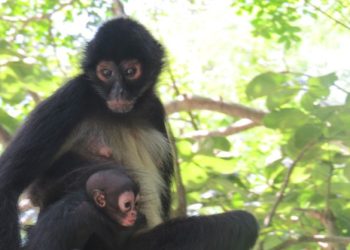 Difunde Profepa Protocolo de Atención de Primates no Humanos y pide a la población “ayúdanos a protegerlos”