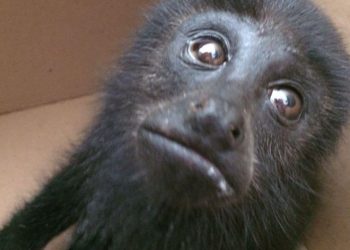 “Hay preparación y experiencia para la atención de los primates no humanos”: Profepa