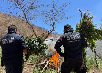 Sonora: Destruyen cinco plantíos de marihuana