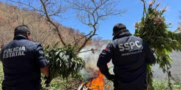 Sonora: Destruyen cinco plantíos de marihuana
