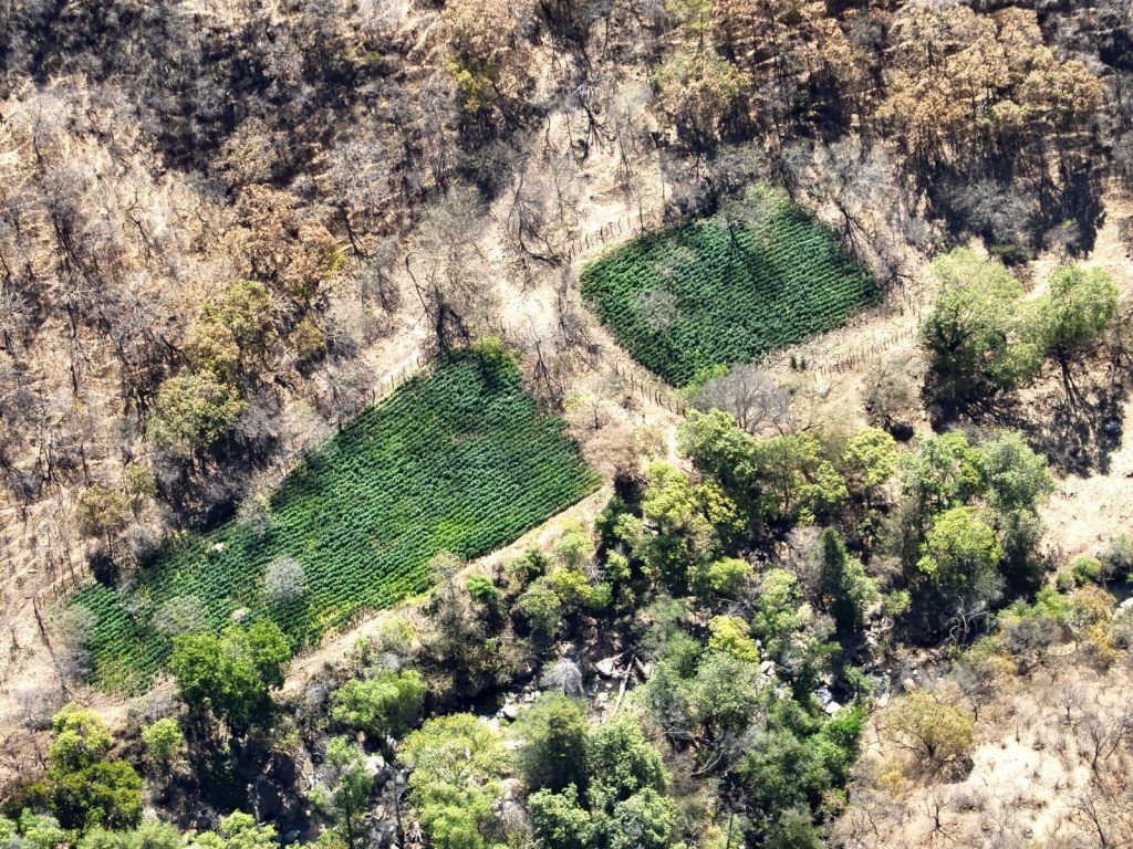 Destruyen cinco plantíos de marihuana en sierra de Sonora