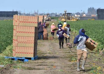 Jornaleros agrícolas huyen de la violencia en Sinaloa