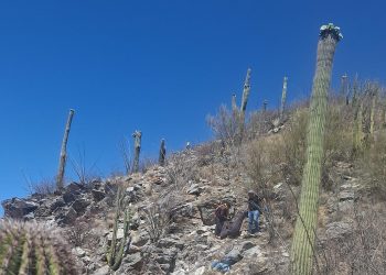 Buscadoras reportan hallazgo de restos humanos en zona desértica en Sonora