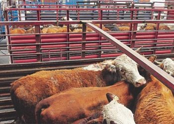 Van bien las negociaciones para reabrir frontera de EU a exportación de ganado