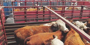 Van bien las negociaciones para reabrir frontera de EU a exportación de ganado