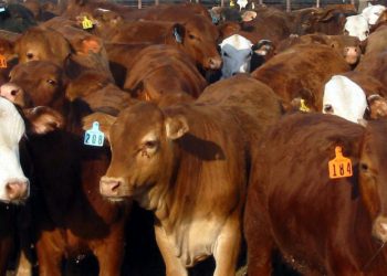 Estados Unidos cierra frontera a ganado mexicano por gusano barrenador