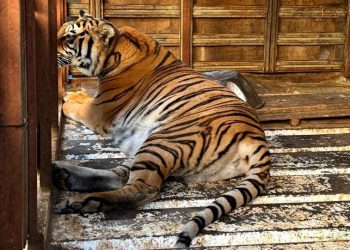 FGR asegura armas y fauna silvestre en Tijuana