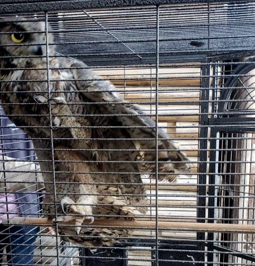 FGR asegura armas y fauna silvestre en Tijuana