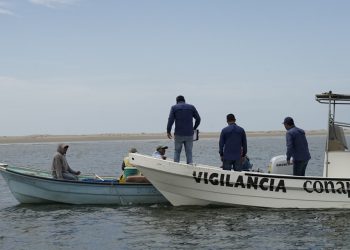 Prohíben la captura de tiburones en las costas de Tamaulipas