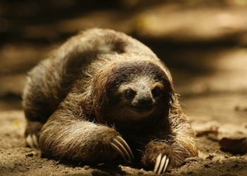 El perezoso sudamericano, una historia de éxito evolutivo hasta que llegaron los humanos