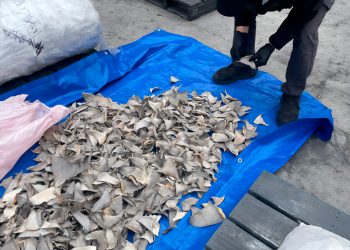 Decomiso histórico, Profepa asegura 2,433 kilos de aletas de tiburón