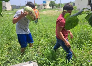 Adolescentes presos aprenden a plantar y cosechar sandías en Tamaulipas