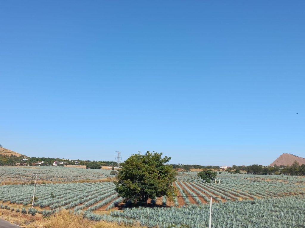 México y Colombia refuerzan conservación de los paisajes culturales del agave y el café
