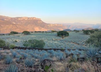 México y Colombia refuerzan conservación de los paisajes culturales del agave y el café