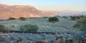 México y Colombia refuerzan conservación de los paisajes culturales del agave y el café