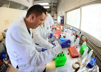 Buenas Noticias para diabéticos y para productores de agave