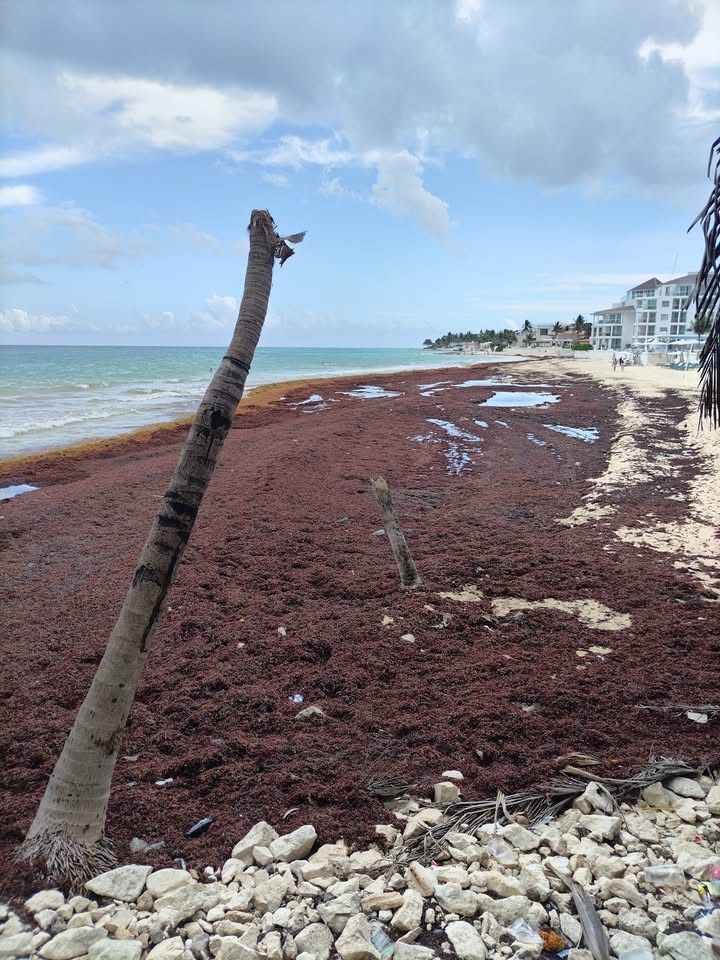 Efectos del cambio climático afectan la actividad turística en Quintana Roo