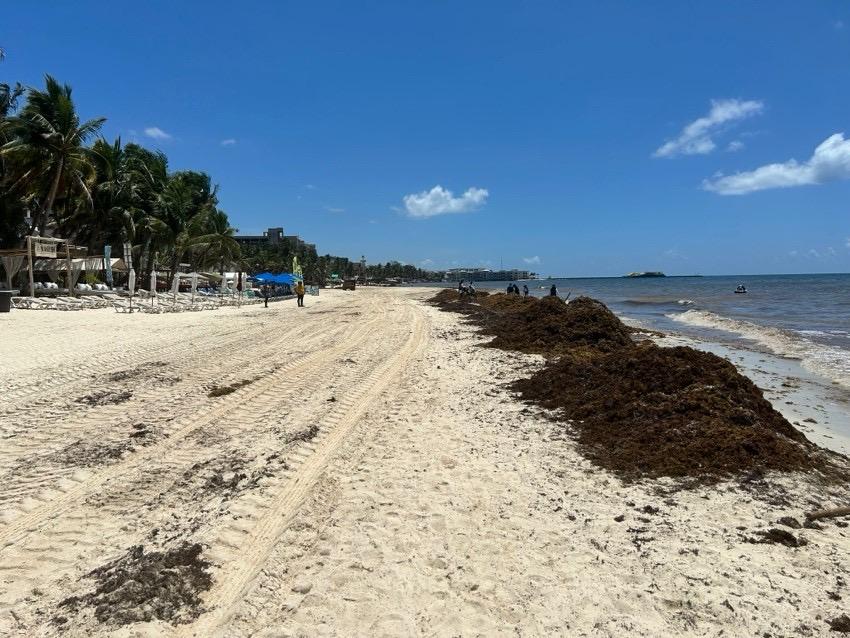 Activan Plan Marina para la recolección de sargazo en Playa del Carmen