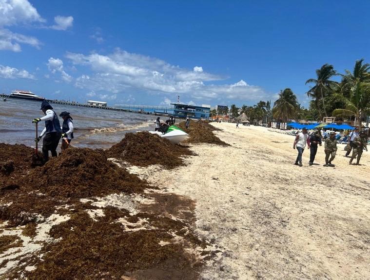 Activan Plan Marina para la recolección de sargazo en Playa del Carmen