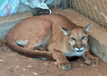 Sonora: Aseguran droga, armas y animales exóticos en cateo