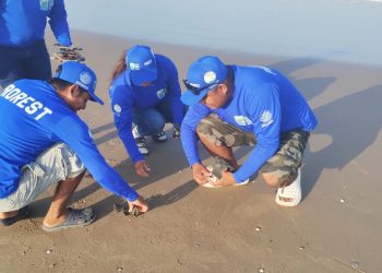 Tortugas marinas y delfines: principales afectados en Matamoros por explosión del cohete Starship