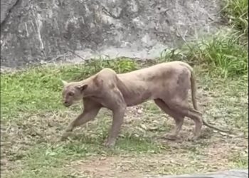 Buscan a puma suelto en fraccionamiento de Monterrey