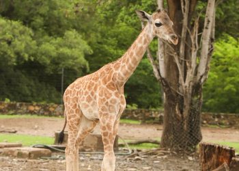 🦒| Lanzan convocatoria para nombrar a jirafita recién nacida en Zoofari de Morelos