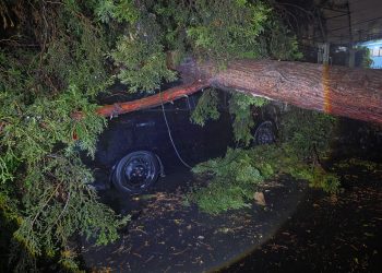 Encharcamientos y árboles caídos saldo de fuertes lluvias en la CDMX