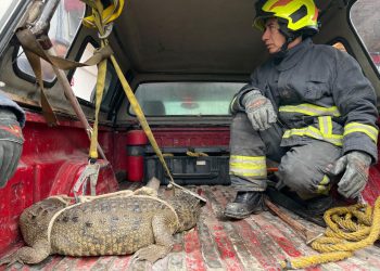 Aseguraron a cocodrilo en calles de Cuautitlán Izcalli