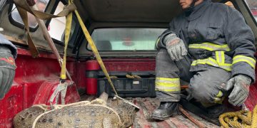 Aseguraron a cocodrilo en calles de Cuautitlán Izcalli