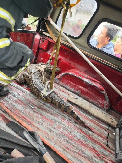 Aseguraron a cocodrilo en calles de Cuautitlán Izcalli