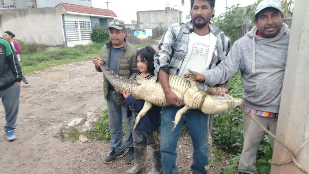 Aseguraron a cocodrilo en calles de Cuautitlán Izcalli