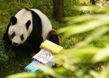 Xin Xin celebra su cumpleaños en el Zoológico de Chapultepec