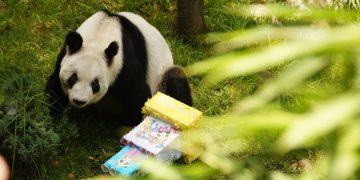 Xin Xin celebra su cumpleaños en el Zoológico de Chapultepec