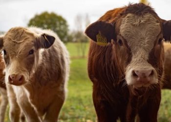 Estados Unidos anuncia reapertura de la frontera al ganado mexicano