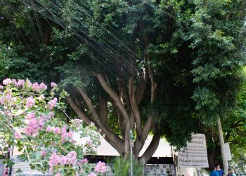 “Laureano” el árbol no será talado, aclara Sedema