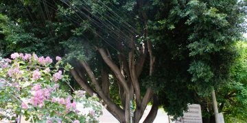 “Laureano” el árbol no será talado, aclara Sedema