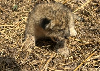 Nace cachorra de león de Ostok en Mazatlán, tras éxodo por violencia en Sinaloa