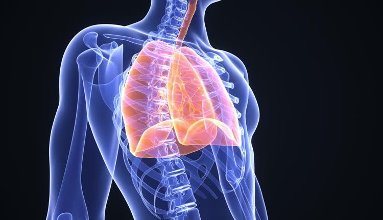 Healthy man breathing regularly. Lungs highlighted in orange. Anatomical x-ray rendering. Realistic high quality medical 3d animation. Seamless looping