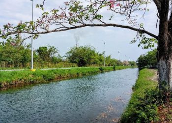 Reportan aparición de peces muertos en canal de El Mante, Tamaulipas