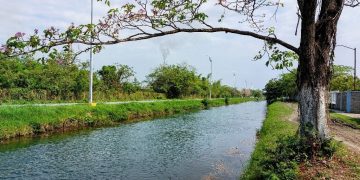 Reportan aparición de peces muertos en canal de El Mante, Tamaulipas