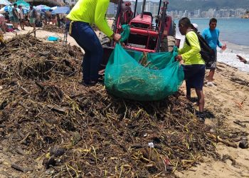 Aparece lirio acuático en las playas de Acapulco por apertura de las barras