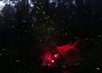 Festival de las Luciérnagas 2025 ilumina en el Estado de México