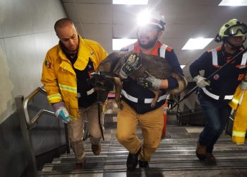 Rescatan a lomito en vías de la Línea 1 del Metro