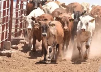Ganaderos de Sonora inician proceso para regionalizar exportaciones a EU