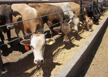 Ganaderos de Sonora piden trato especial en exportaciones a EU