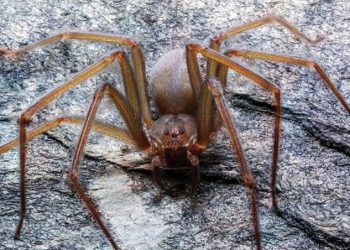 Analizan científicos de la UNAM propiedades benéficas del veneno de arañas